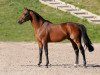 stallion Urano de Cartigny (Selle Français, 2008, from Diamant de Semilly)