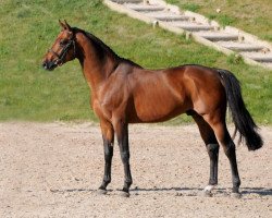 stallion Urano de Cartigny (Selle Français, 2008, from Diamant de Semilly)