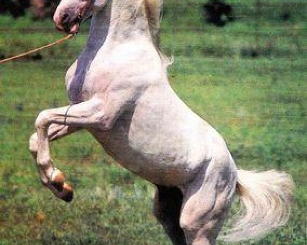 stallion Zeitnot (Tersk, 1978, from Zascher)