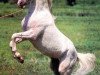 stallion Zeitnot (Tersk, 1978, from Zascher)