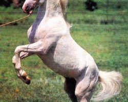 stallion Zeitnot (Tersk, 1978, from Zascher)