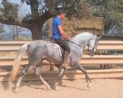 horse Carolino (Andalusians/horse of pure Spanish race, 2012)