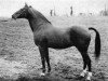 stallion Marcellus AA (Anglo-Arabs, 1949, from Kesbeth AA)