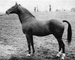 stallion Marcellus AA (Anglo-Arabs, 1949, from Kesbeth AA)