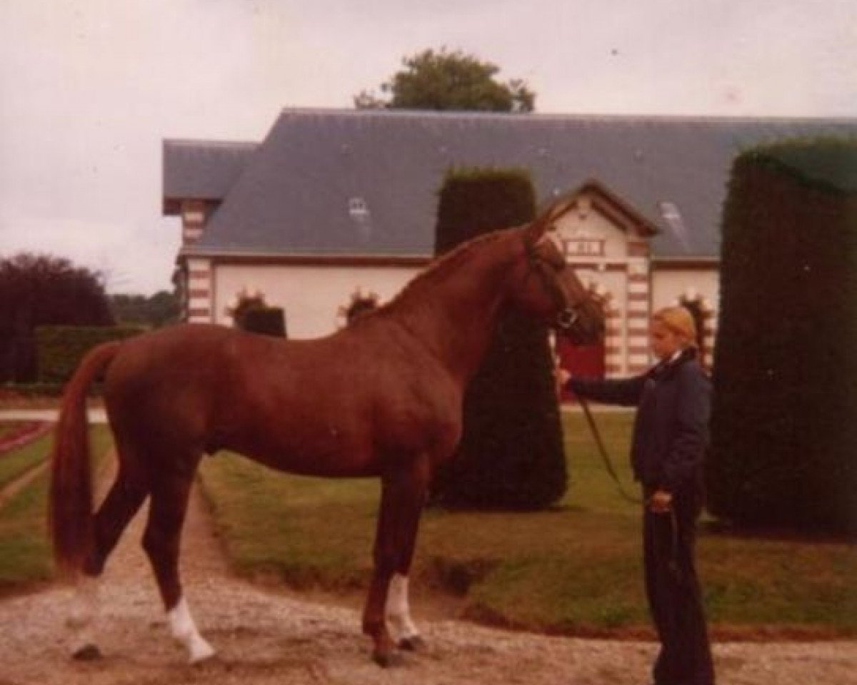 stallion Kalife des Parcs (Selle Français, 1976, from Fragile)