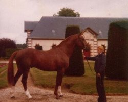 stallion Kalife des Parcs (Selle Français, 1976, from Fragile)