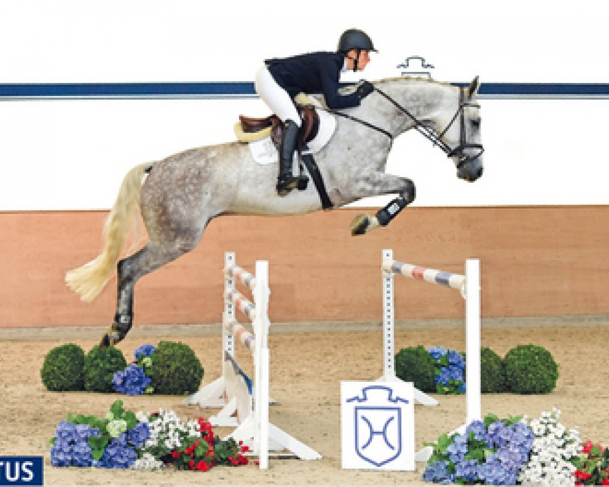 Springpferd Clint of Hera (Holsteiner, 2011, von Clinton H)