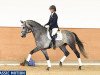 Springpferd Classic Motion (Holsteiner, 2012, von Clarimo Ask)