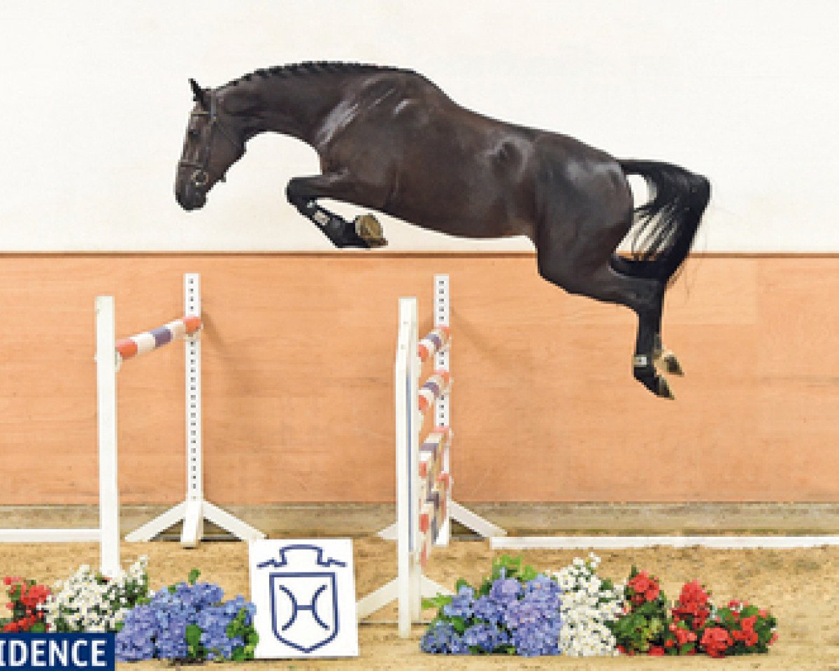 Springpferd Elvita (Holsteiner, 2012, von Casall Ask)