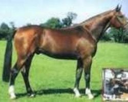 stallion Caprice d'Elle II (Selle Français, 1990, from Scherif d'Elle)