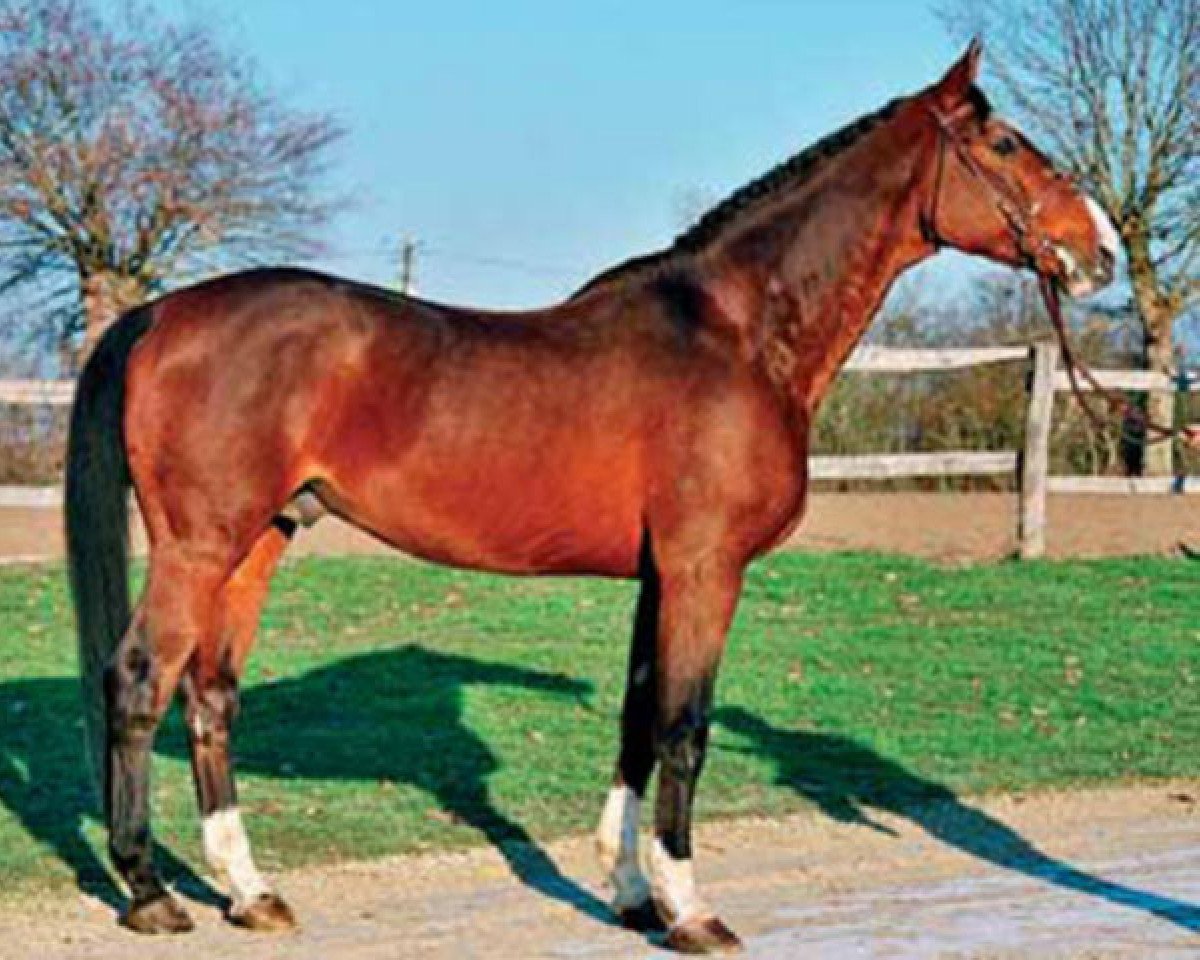 Deckhengst Sunderland (Selle Français, 1984, von Jalisco B)