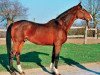 stallion Sunderland (Selle Français, 1984, from Jalisco B)
