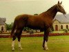 stallion Sans Souci d'Elle (Selle Français, 1984, from Grand Veneur)