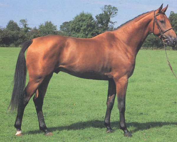 stallion Cabri d'Elle (Selle Français, 1990, from Scherif d'Elle)