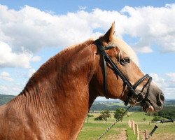 Pferd Halifax (Haflinger, 1996, von Herkules (3,125% ox))