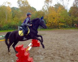 dressage horse Schoensgreen Black Marlo (German Riding Pony, 2007, from Black Horse 2)