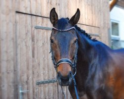 dressage horse Ricarda 303 (Oldenburg, 2004, from Rosario 37)