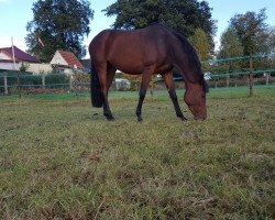 broodmare Callida (Holsteiner, 2014, from Cascadello II)