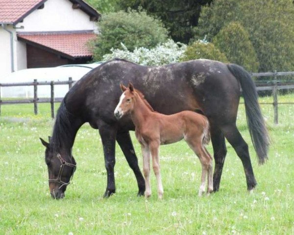 broodmare Kisba d'Elle (Selle Français, 1998, from Arpege Pierreville)