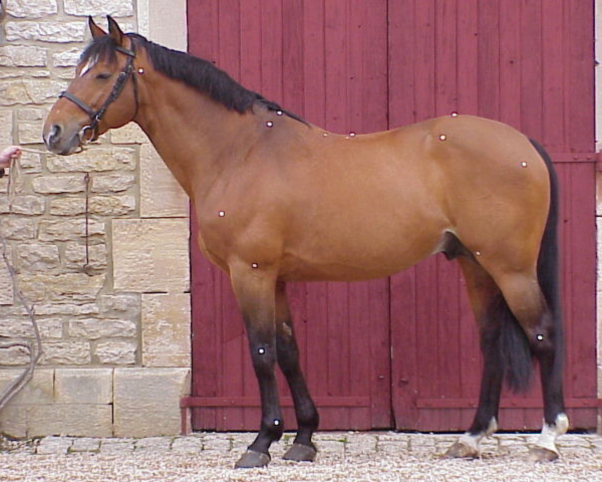 Deckhengst Double D'Elle (Selle Français, 1991, von Double Espoir)