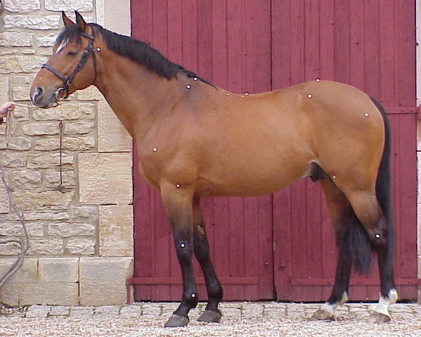 stallion Double D'Elle (Selle Français, 1991, from Double Espoir)