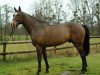 stallion Magic D'Elle (Selle Français, 2000, from Adelfos)