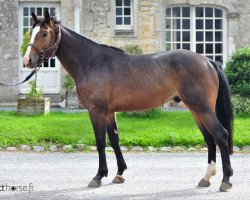 Pferd Unico d'Elle (Selle Français, 2008, von Magic D'Elle)