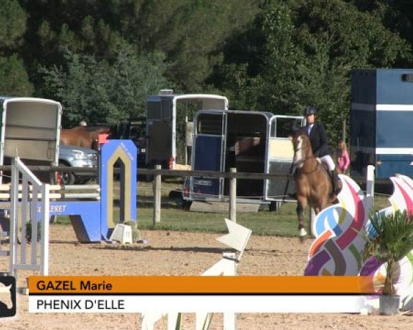 Pferd Phenix d'Elle (Selle Français, 2003, von J'ai l'Espoir d'Elle)