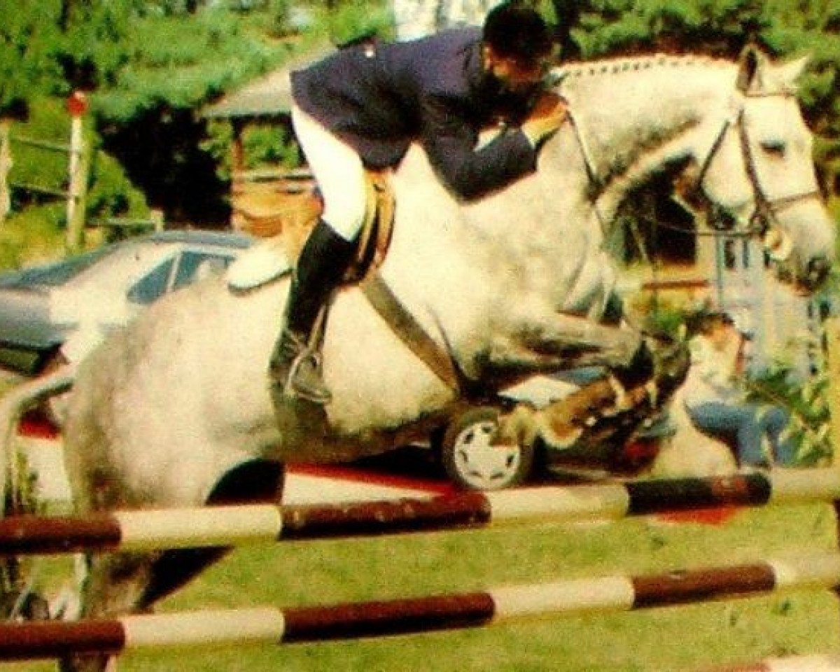 stallion Sardana Pierre AA (Anglo-Arabs, 1984, from Fol Avril AA)