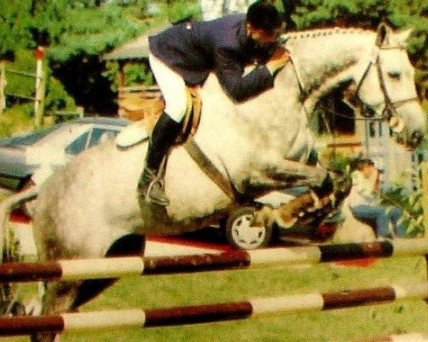 stallion Sardana Pierre AA (Anglo-Arabs, 1984, from Fol Avril AA)