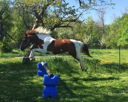 horse Metaxa (German Riding Pony, 2005, from Montoya)