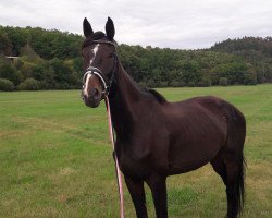 jumper Symphonie (Hanoverian, 2011, from Scolari)