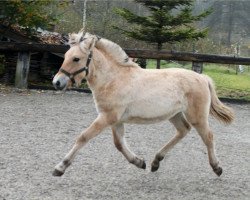 dressage horse Kantago (Fjord Horse, 2016, from Kalino)