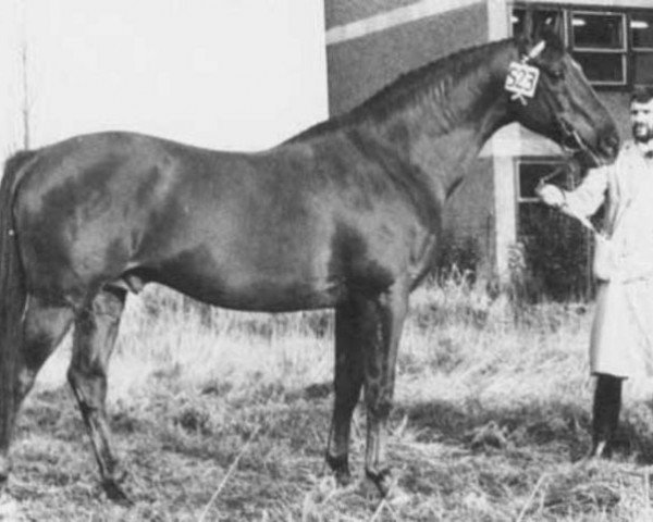 stallion Sans Souci (Selle Français, 1962, from Debuche)