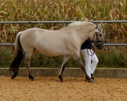 broodmare Iskaja (Fjord Horse, 2011, from Ingolf)