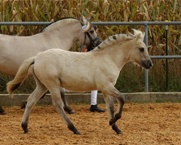 horse Tina (Fjord Horse, 2016, from Tsjalle)