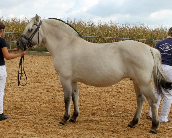 broodmare Ilona (Fjord Horse, 2009, from Ingolf)