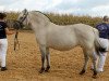 broodmare Ilona (Fjord Horse, 2009, from Ingolf)