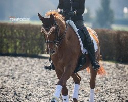 dressage horse Charmaine 8 (Oldenburg, 2003, from Harmony's Baroncelli)