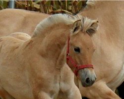 dressage horse Melinda (Fjord Horse, 2016, from Kalino)