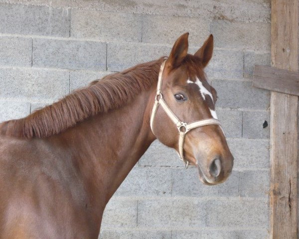 broodmare Jaika Rouge (Selle Français, 1997, from Bleu Blanc Rouge II)