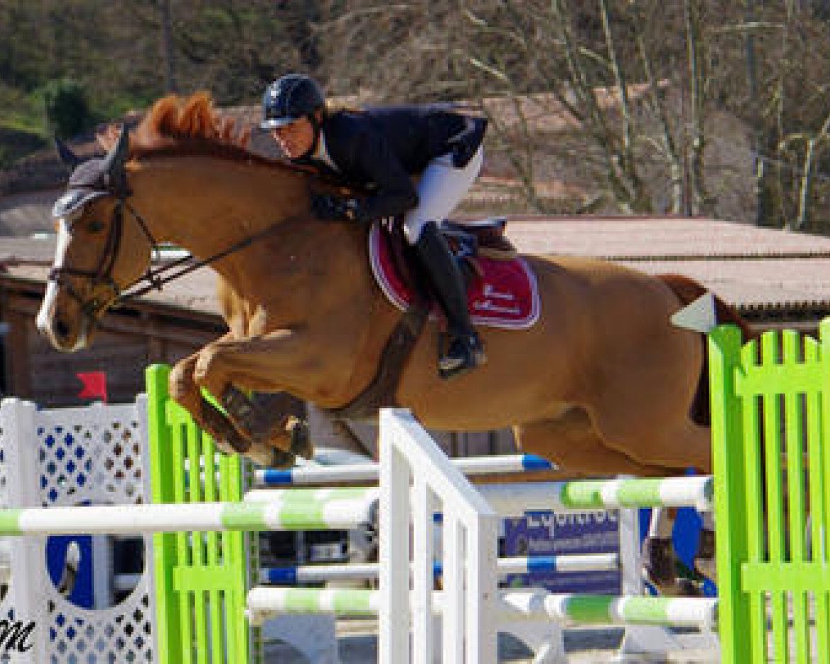 jumper Quetchup de Bornat (Selle Français, 2004, from Bleu Blanc Rouge II)