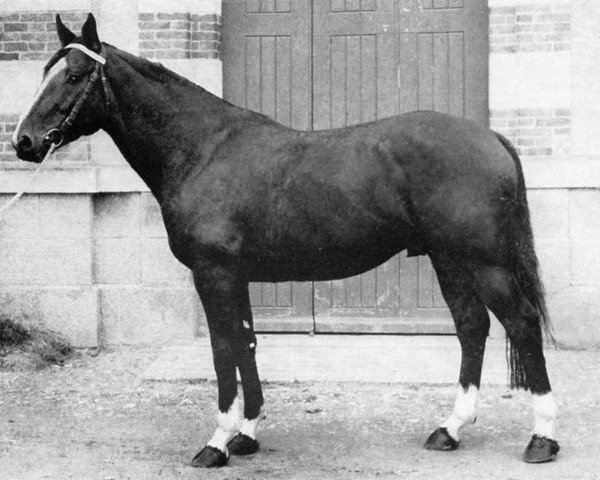 stallion Arabel (Selle Français, 1966, from Bel Avenir)