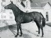 stallion Drosera (Selle Français, 1969, from Mexico)