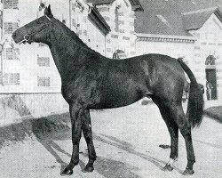 stallion Drosera (Selle Français, 1969, from Mexico)