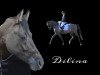 Zuchtstute Dilina (Deutsches Reitpony, 2008, von Dear Bönni)