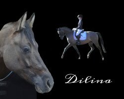 Zuchtstute Dilina (Deutsches Reitpony, 2008, von Dear Bönni)