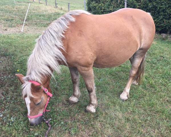 Pferd Biene (Haflinger,  )