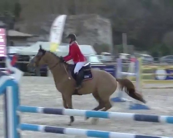 horse Tiamo Je Tem (Selle Français, 2007, from Bleu Blanc Rouge II)