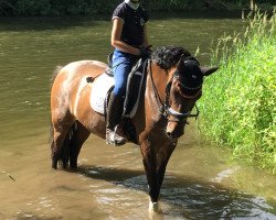 broodmare HB Daim (German Riding Pony, 2007, from HB Daylight)